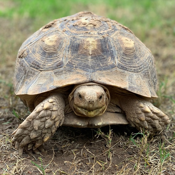 Meet your Posher, Desi - Picture 1 of 2